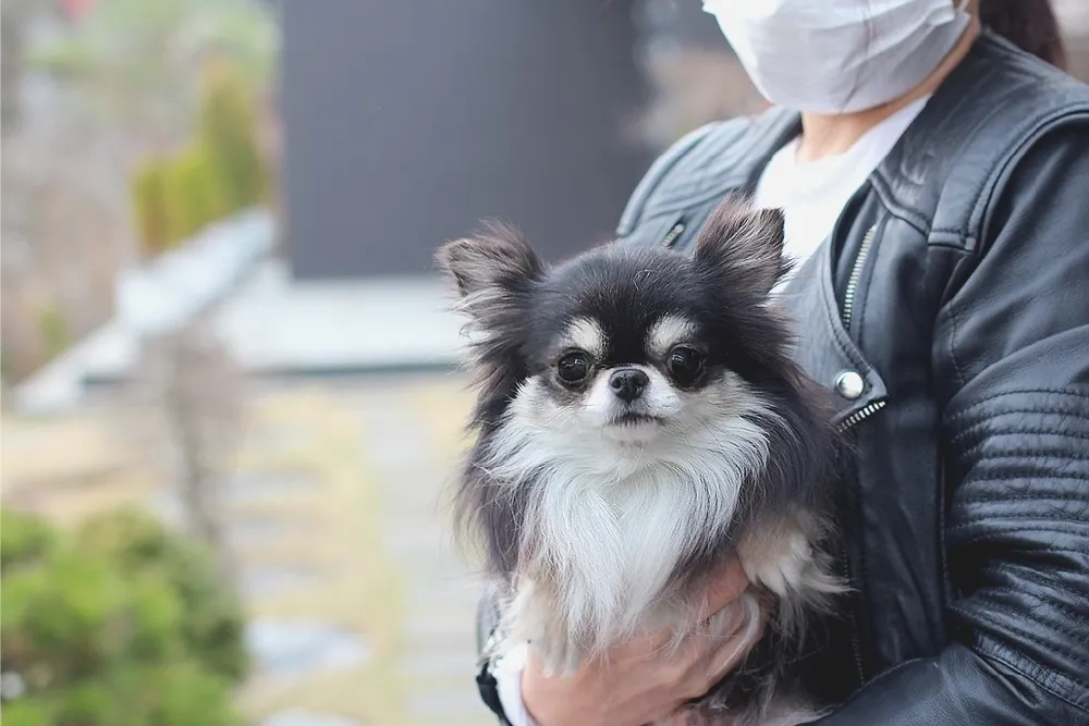 강아지교배 종견 프로필 강아지교배 종견 사례 5