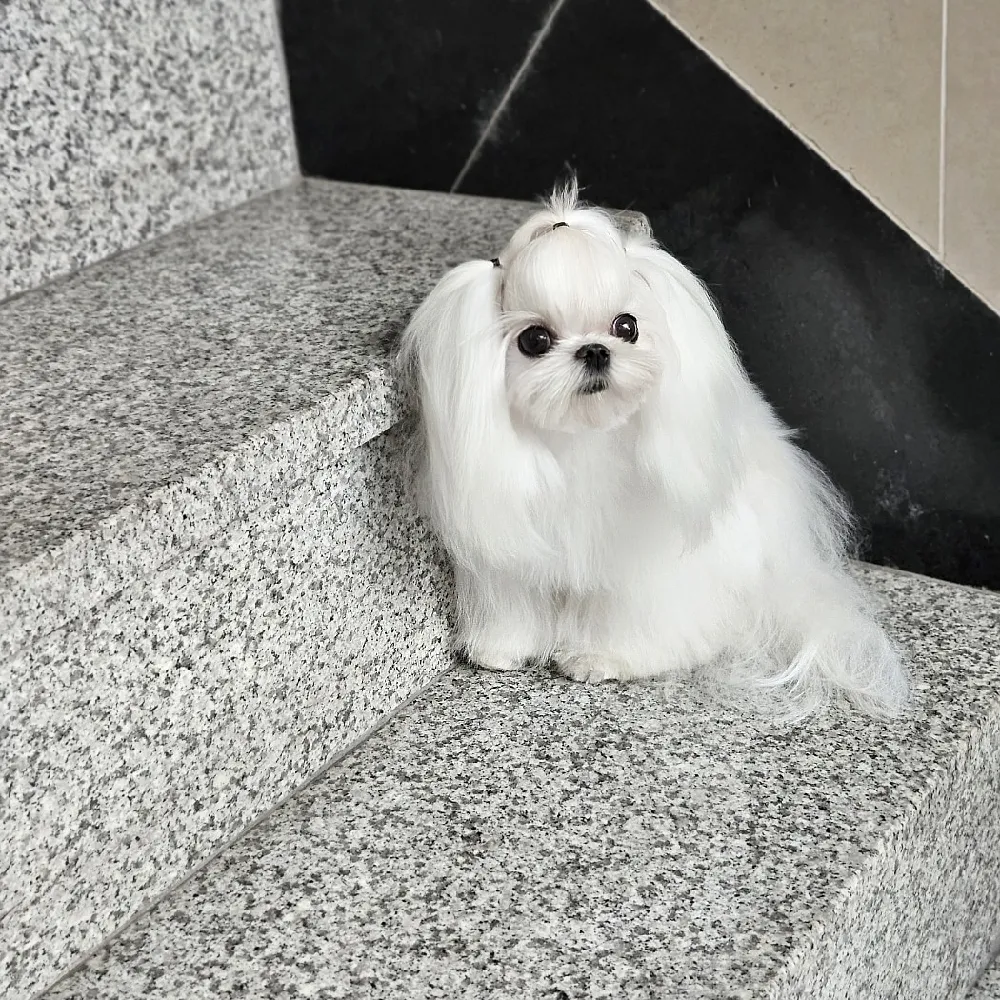 강아지교배 종견 프로필 프리미엄 종견 프로필 12