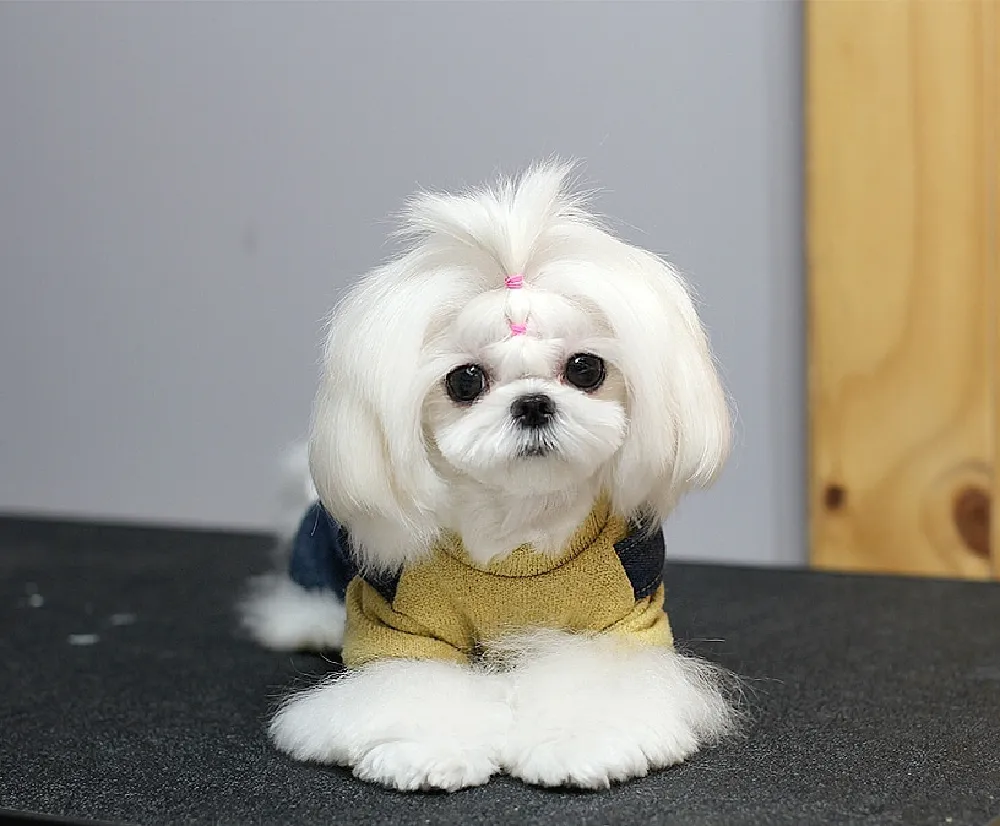 강아지교배 종견 프로필 안심교배 매칭 사례 14