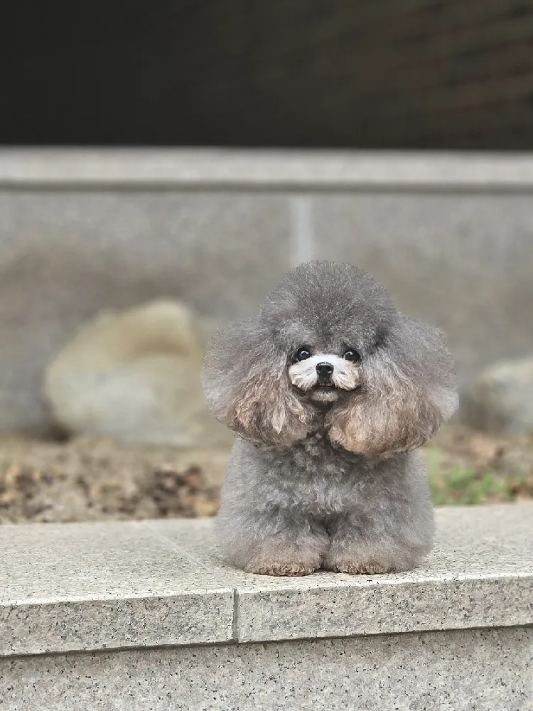 강아지교배 종견 프로필 프리미엄 종견 프로필 20