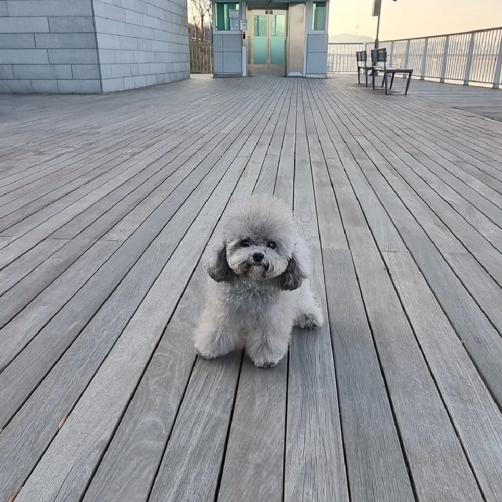 강아지교배 종견 프로필 강아지교배 종견 사례 25