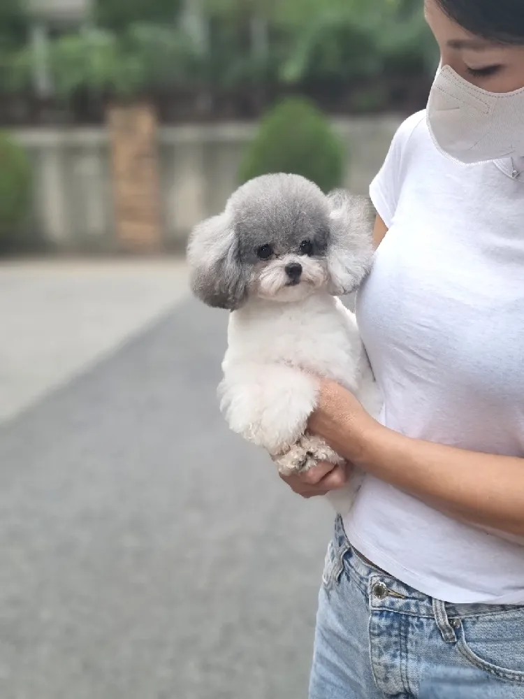 강아지교배 종견 프로필 안심교배 매칭 사례 26