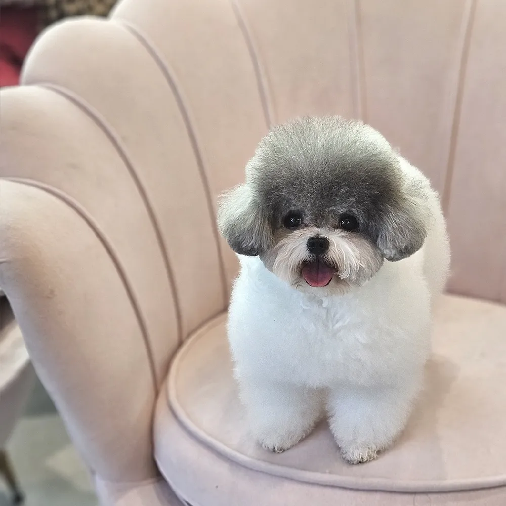 강아지교배 종견 프로필 화이트파크 교배 현장 27