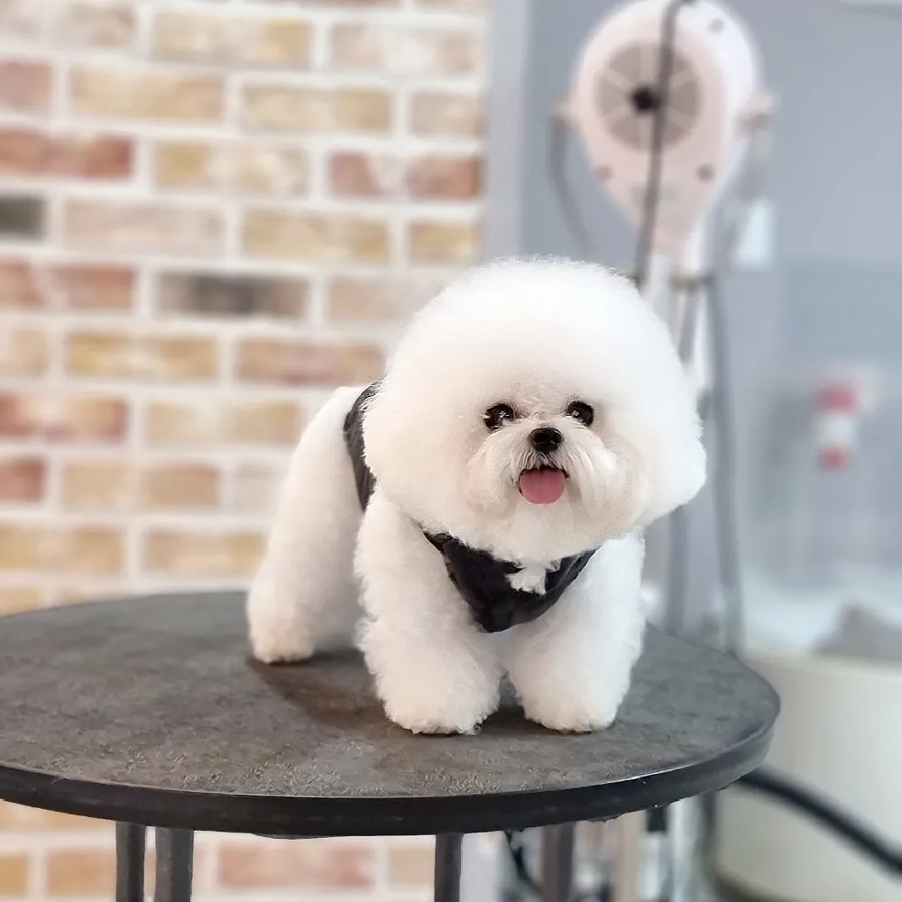 익산푸들교배 화이트파크 교배 현장 3
