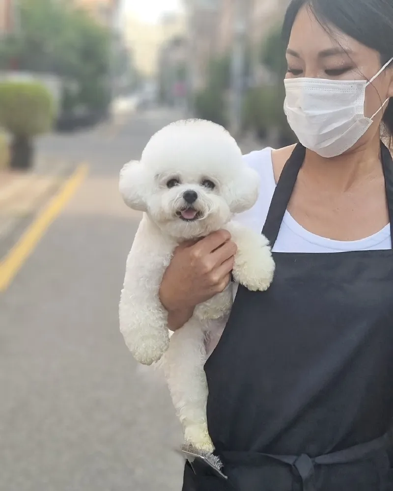 서울애견교배 안심교배 매칭 사례 2