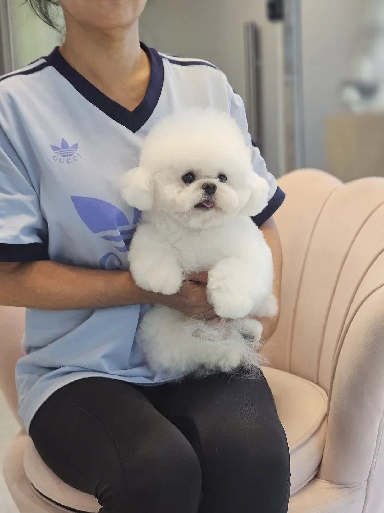 온양강아지교배 화이트파크 교배 현장 3