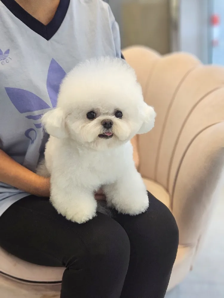 광명꼬똥교배 프리미엄 종견 프로필 4