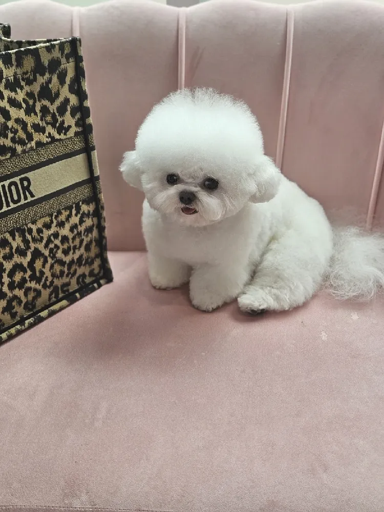광진구강아지교배가격 프리미엄 종견 프로필 4