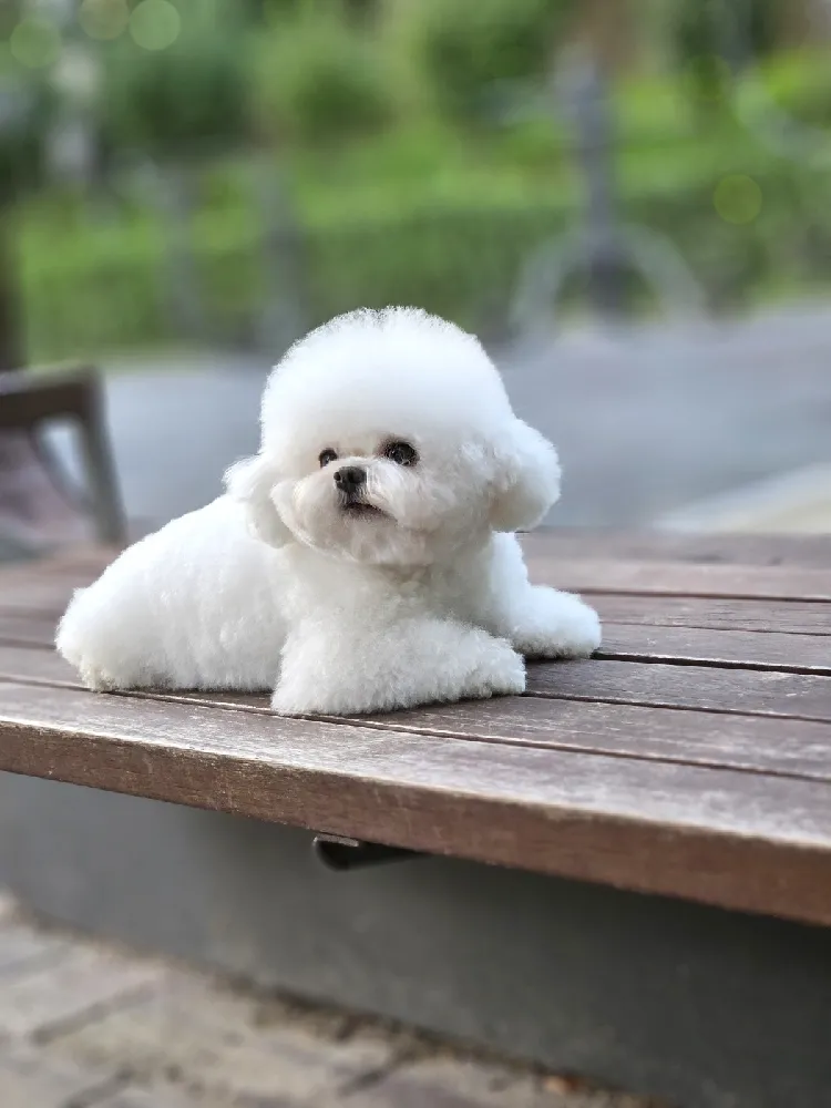 부천강아지교배 안심교배 매칭 사례 2
