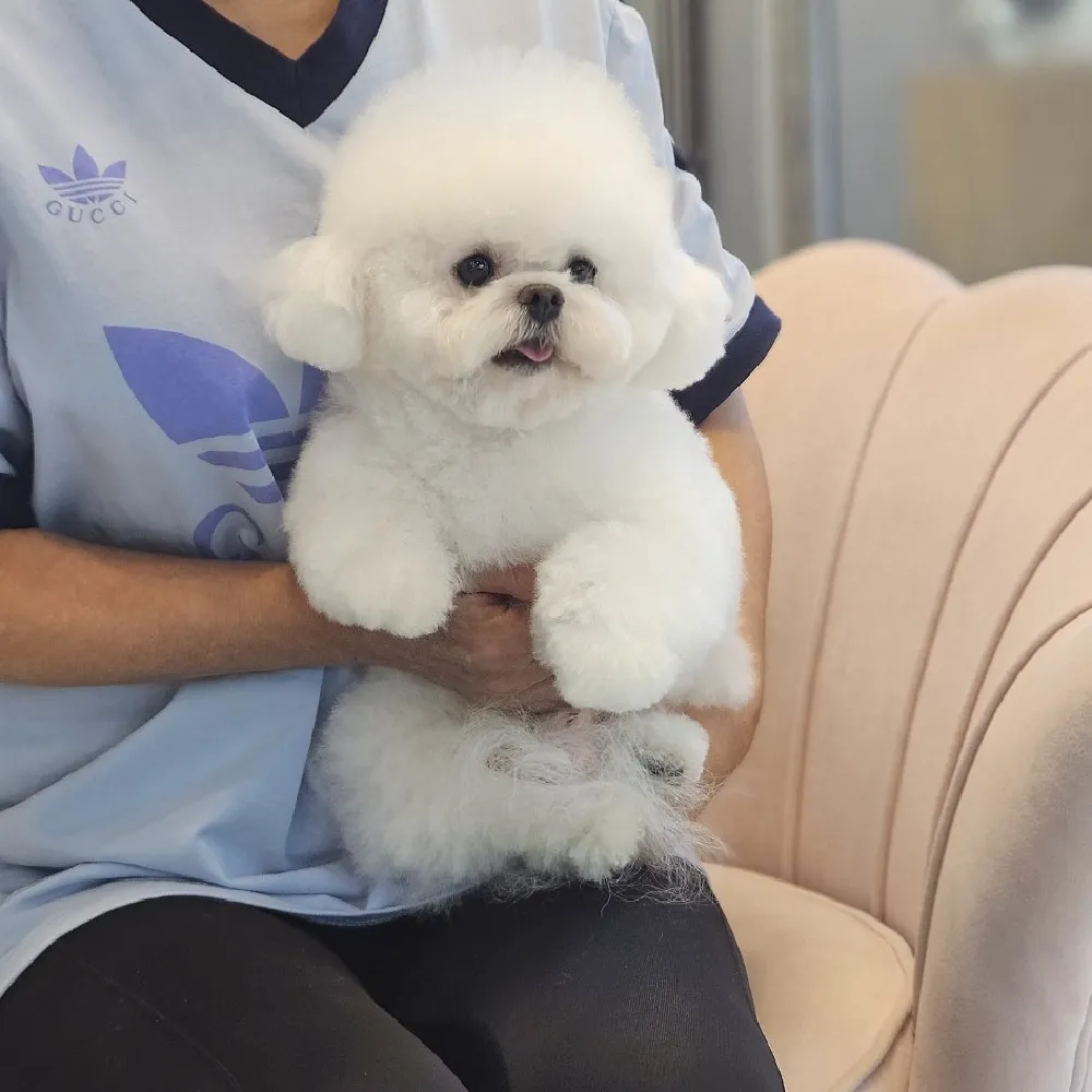 진주토이푸들교배 안심교배 매칭 사례 2
