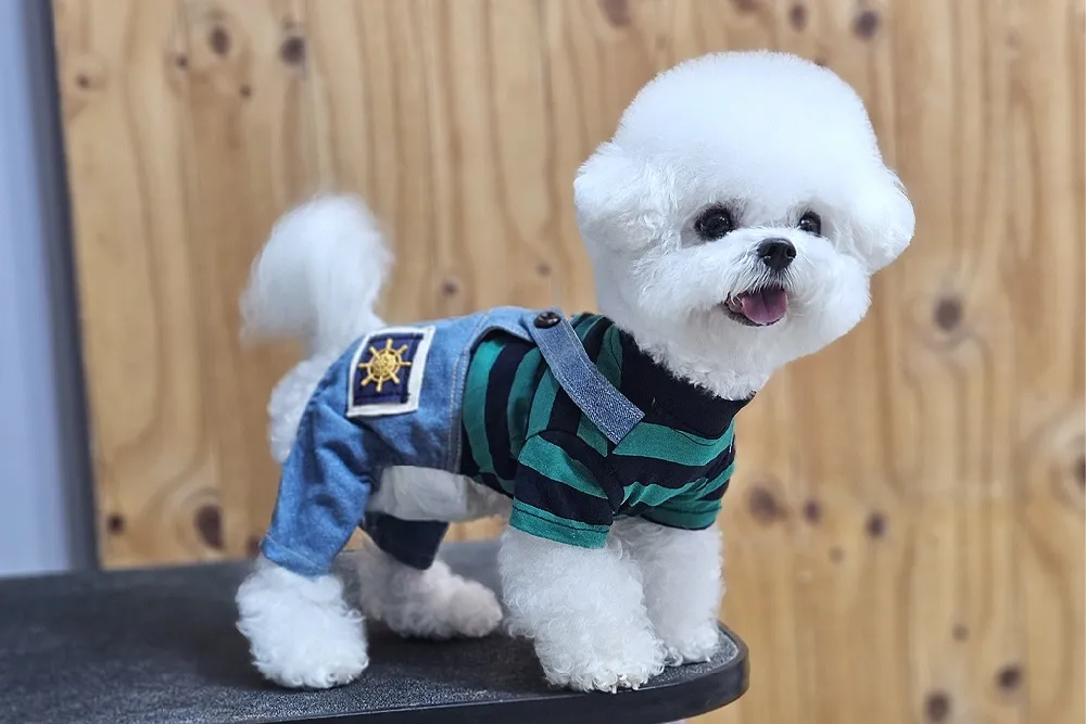 강북애견교배 프리미엄 종견 프로필 4