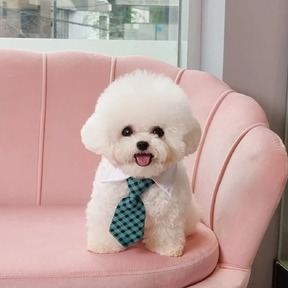 동대문교배문의 화이트파크 교배 현장 3