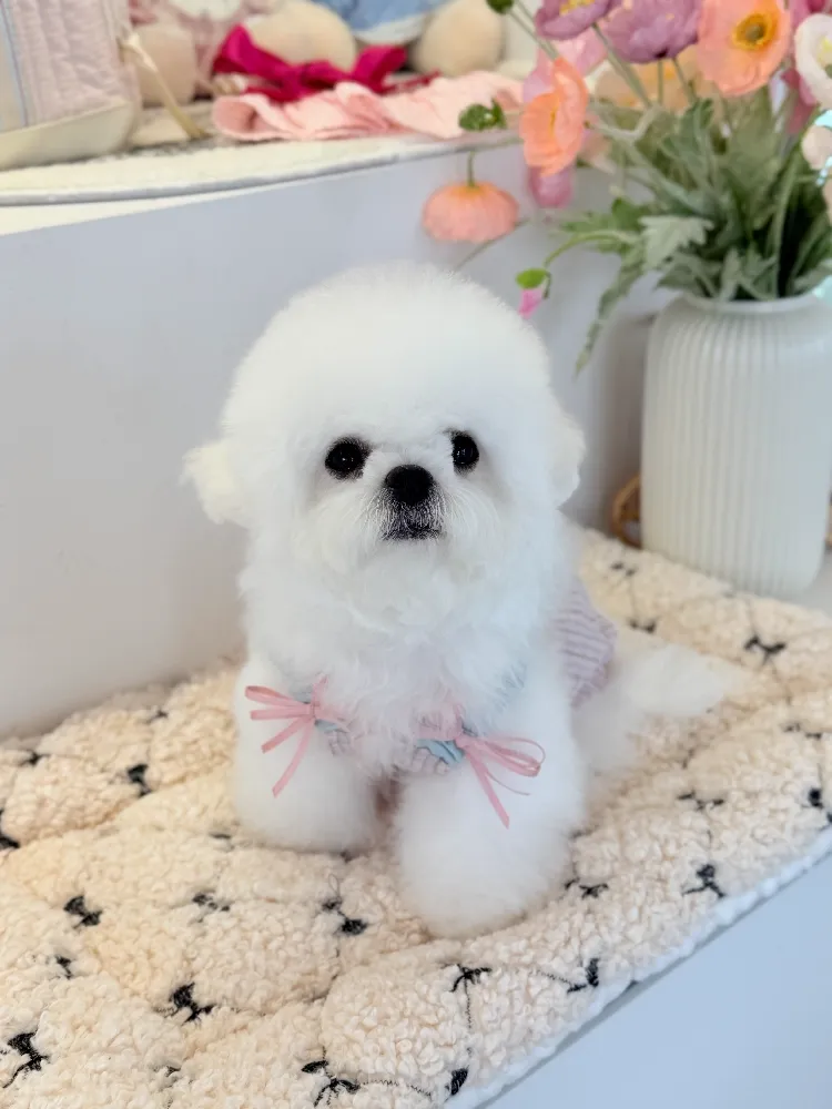 과천애견교배 프리미엄 종견 프로필 4