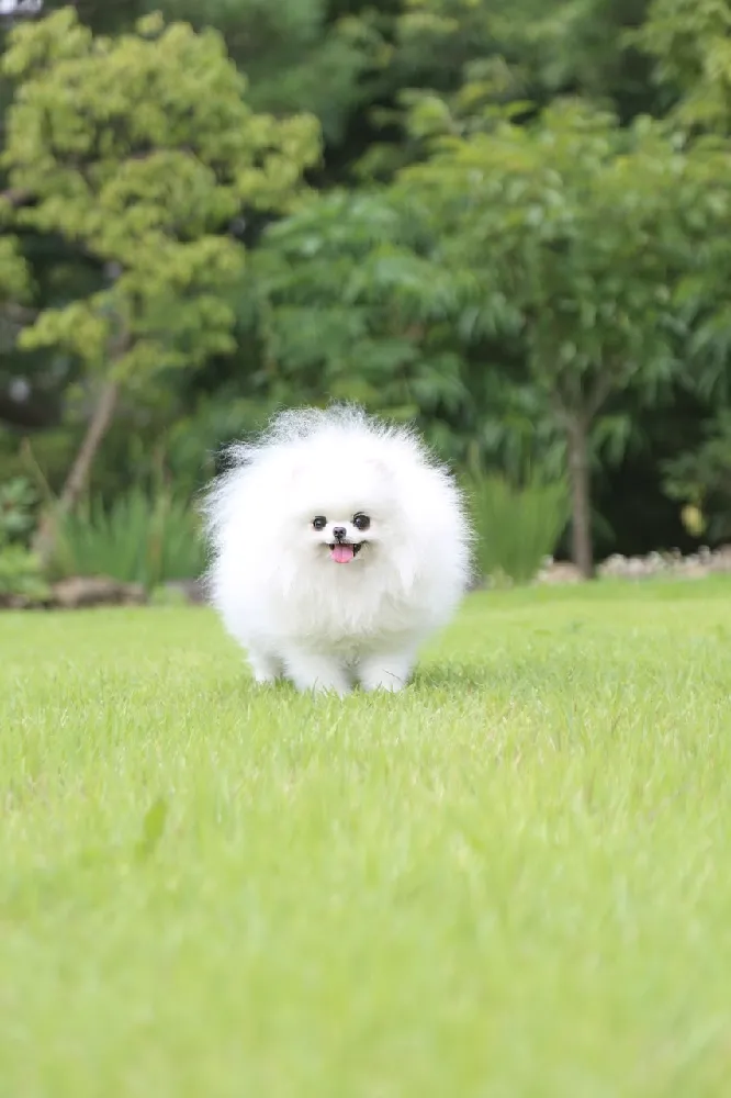진주토이푸들교배 화이트파크 교배 현장 3