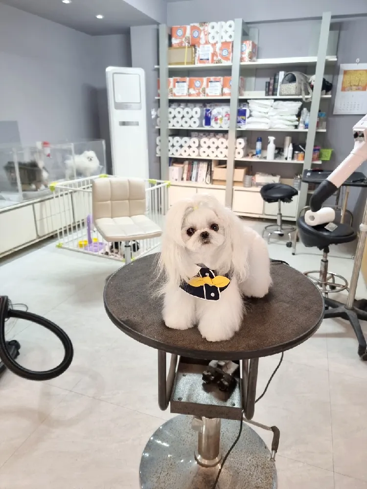 여수비숑교배 프리미엄 종견 프로필 4