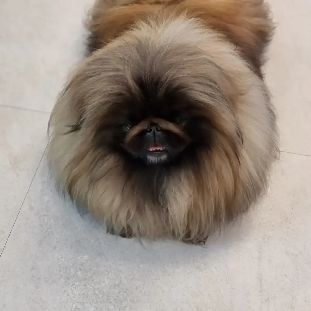 동해강아지교배 안심교배 매칭 사례 2