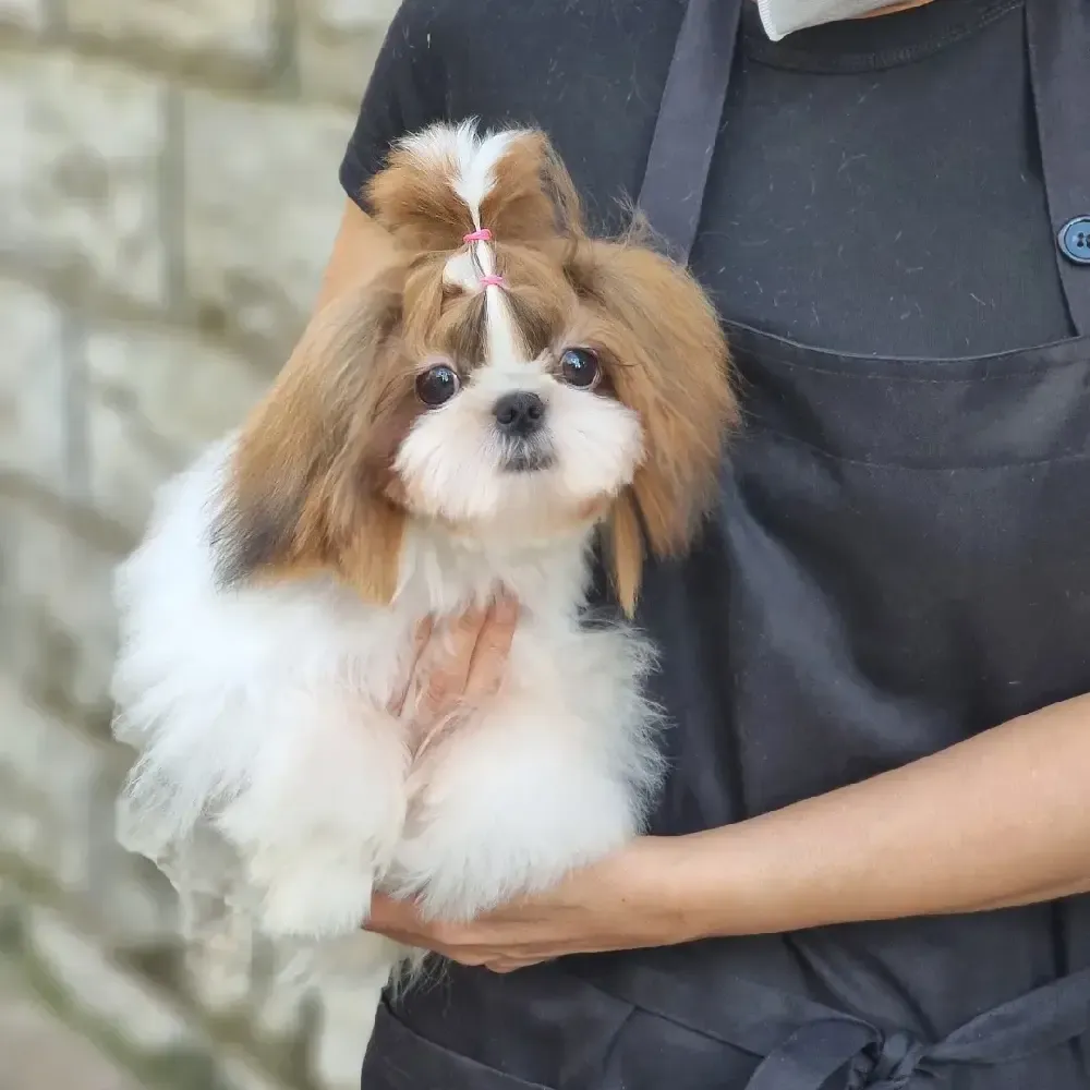 강북애견교배시기 화이트파크 교배 현장 3