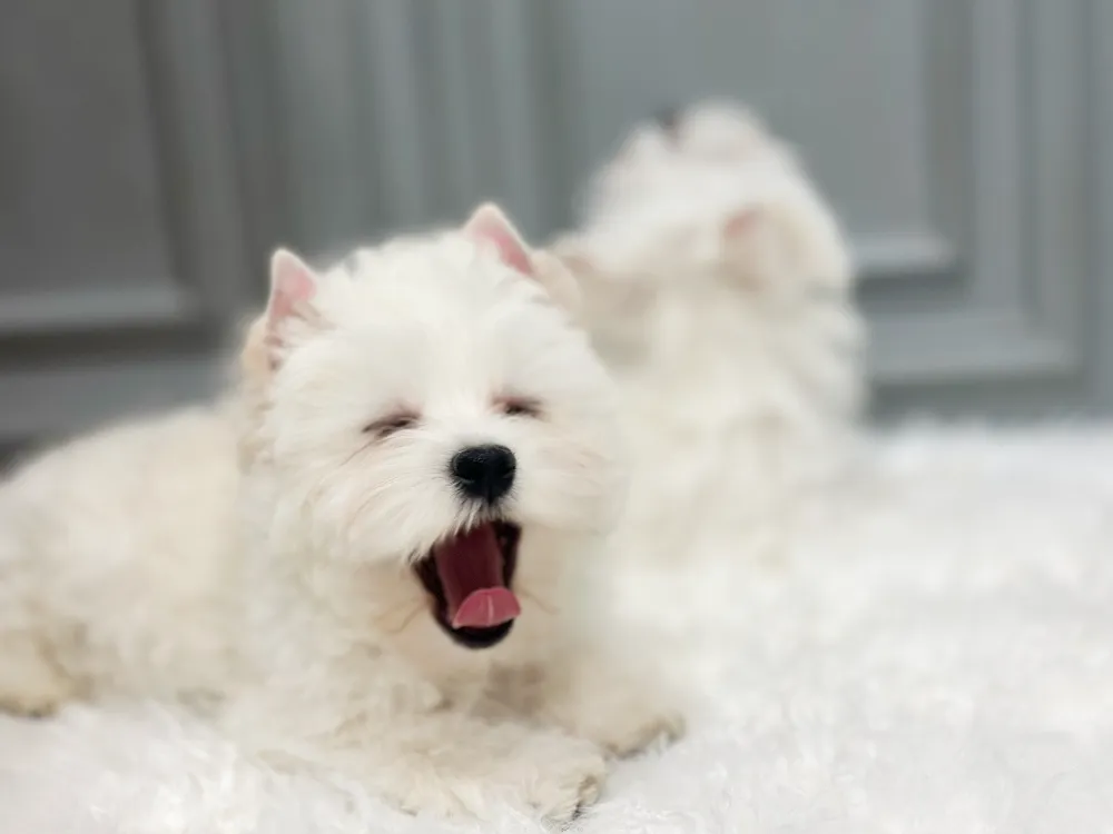 집 환경