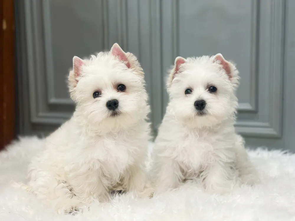 부산광역시 화이트테리어 3