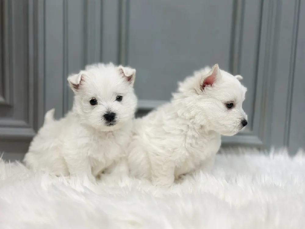 전국 화이트테리어 집 환경