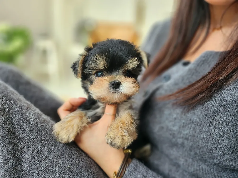 요크셔테리어 2