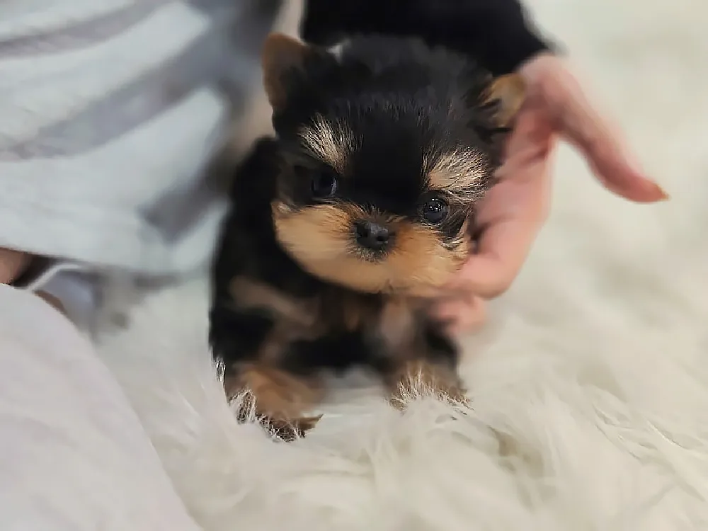 요크셔테리어 3