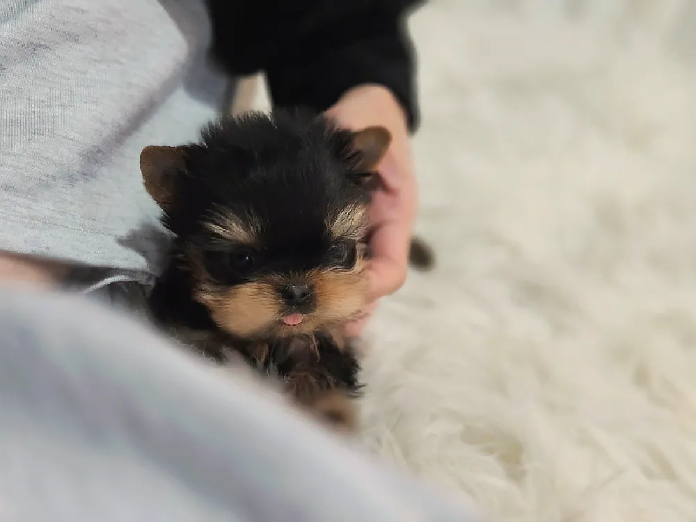 요크셔테리어 5